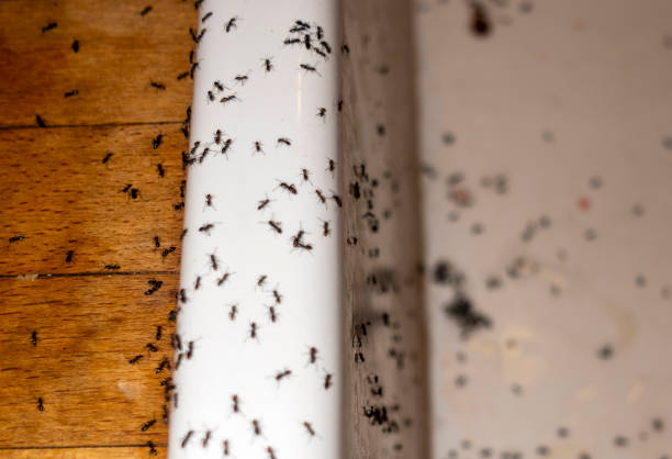 Best Pest Control Near Me  in Redwood, TX